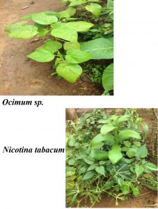 Plantes utilisées contre les poisons Sangmelima-Sud