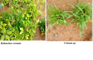 Plantes utilisées contre les poisons-Sangmelima-Sud